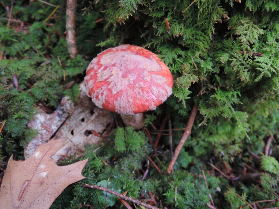 Грибной лес