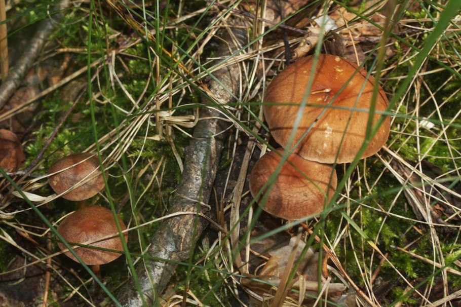 Первые грибы саркосцифа