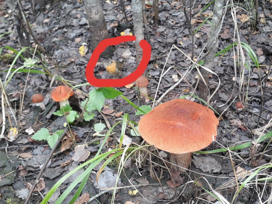 Поганка в форме конуса фото