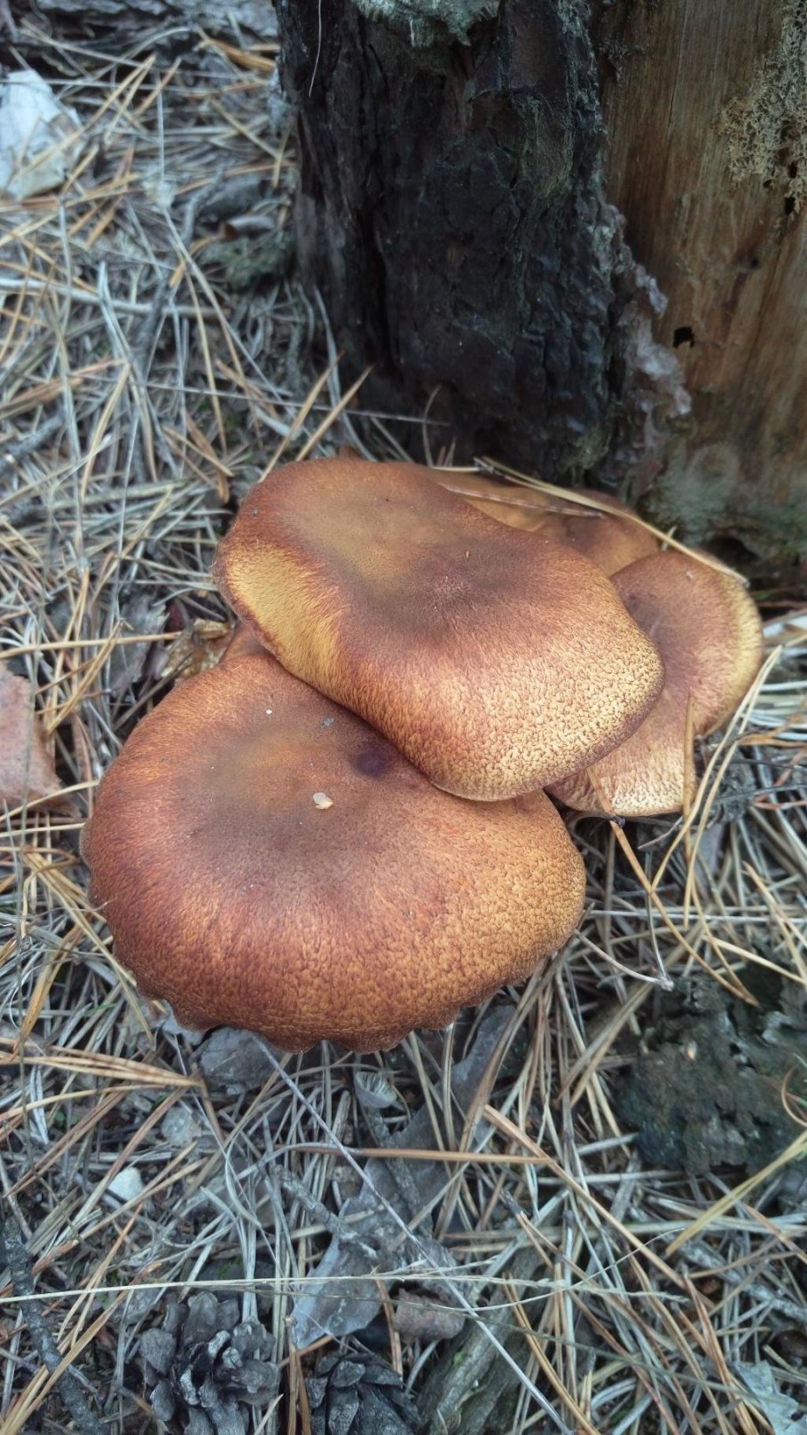 Паутинник тёмно-бурый