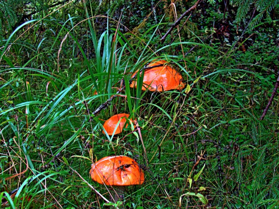 Млечник неедкий оранжевый