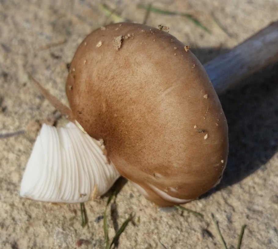 Коричневатый пластинчатый гриб