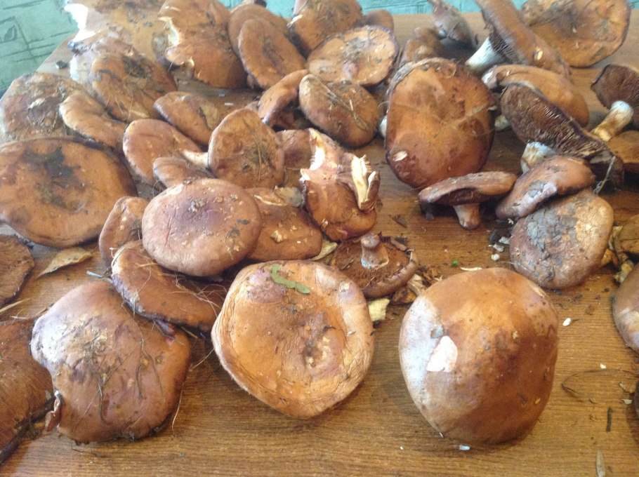 Валуи подтопольники