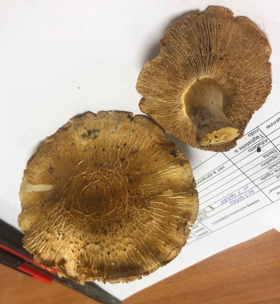 Грибы растущие под березами