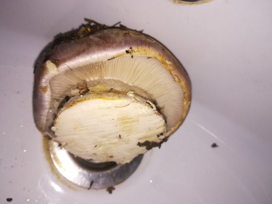 Белый пластинчатый гриб на толстой ножке