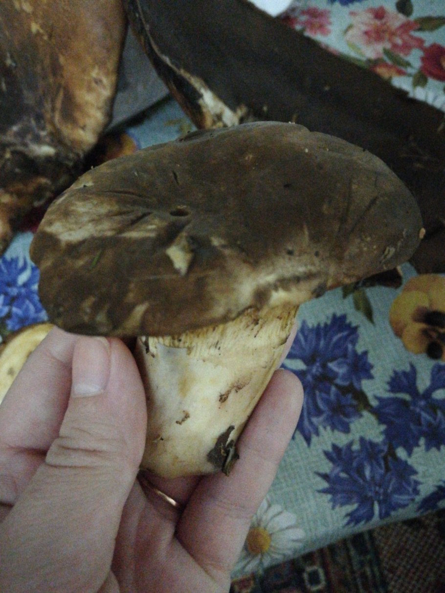 Грибы пластинчатые свинушка толстая