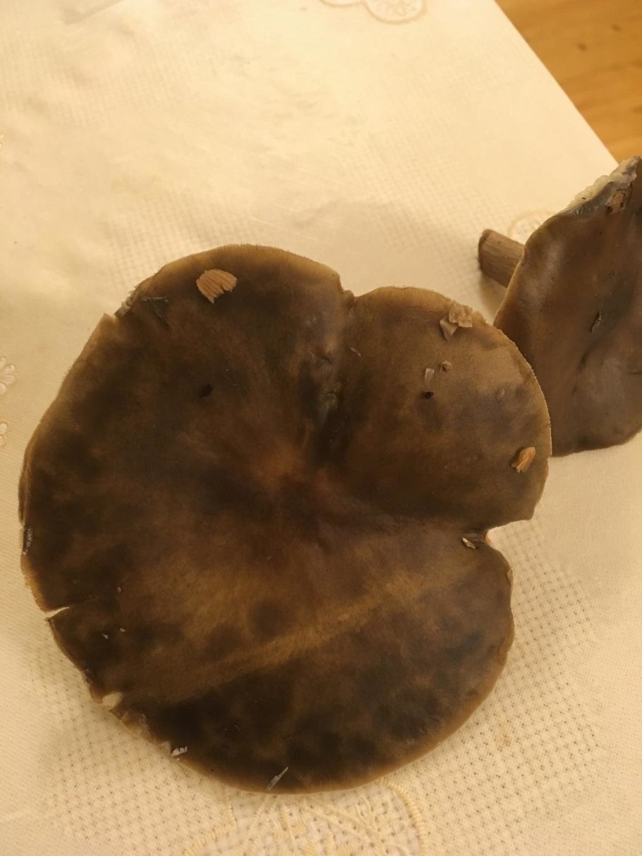 Гриб Меланолеука чёрно-белая