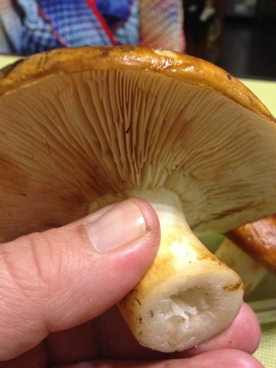 Рядовка Tricholoma albobrunneum