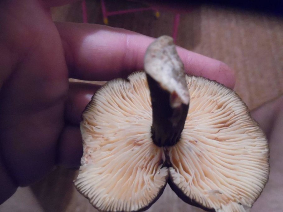 Гриб с дыркой в ножке и пластинчатый
