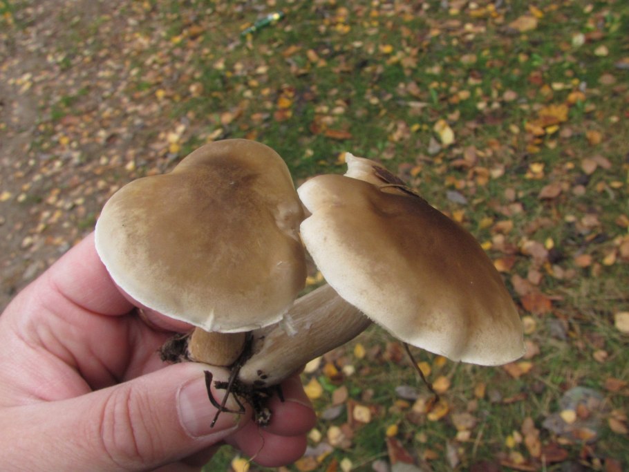 Рядовки серушки