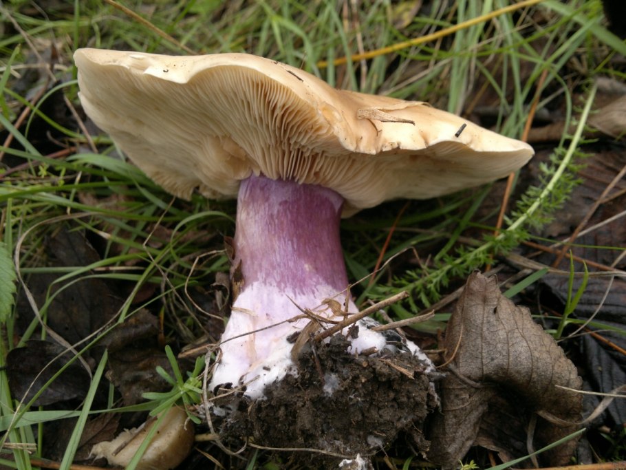 Рядовка скученная Lyophyllum decastes съедобная