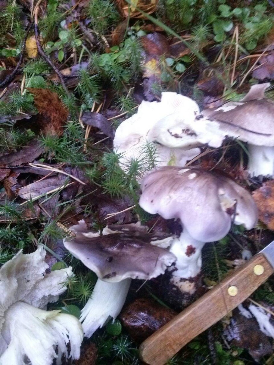 Грибы рядовки серые съедобные