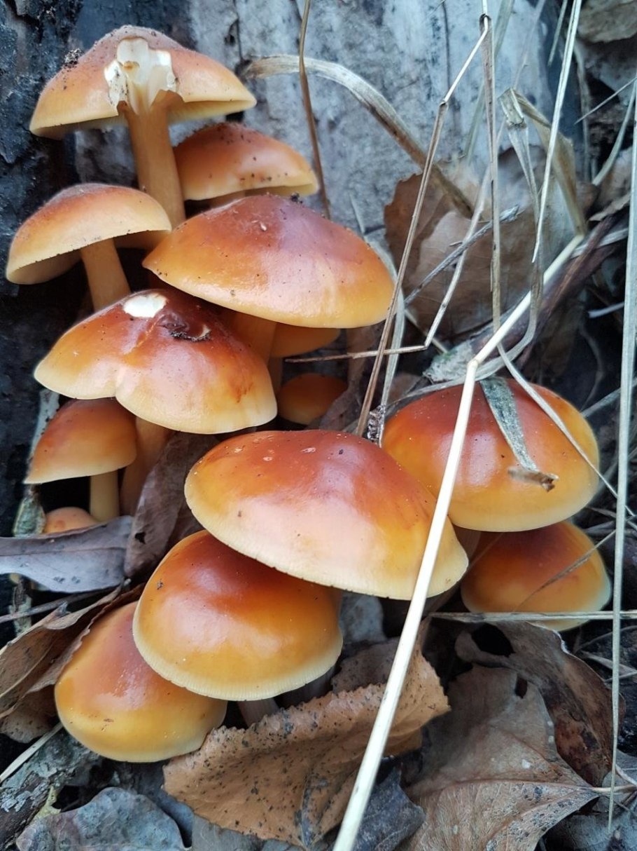 Зимовые опята