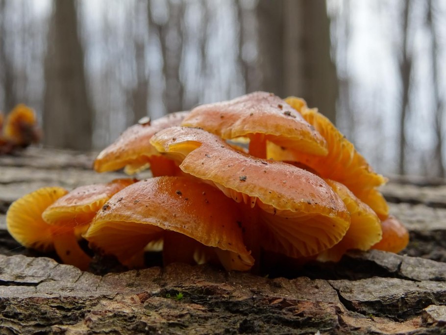 Грибы опята зимние