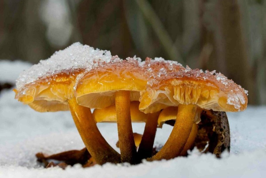 Грибы опята зимние