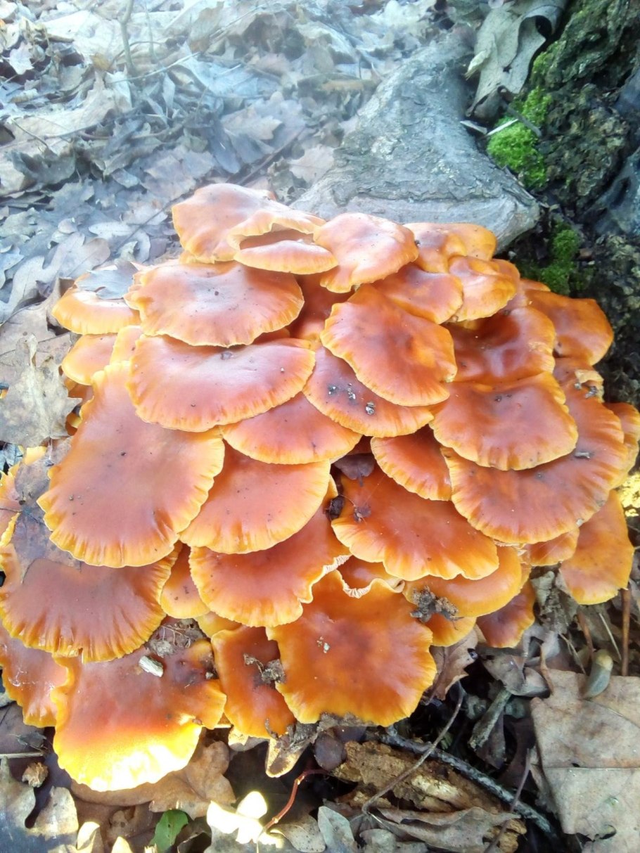 Опёнок зимний Flammulina velutipes