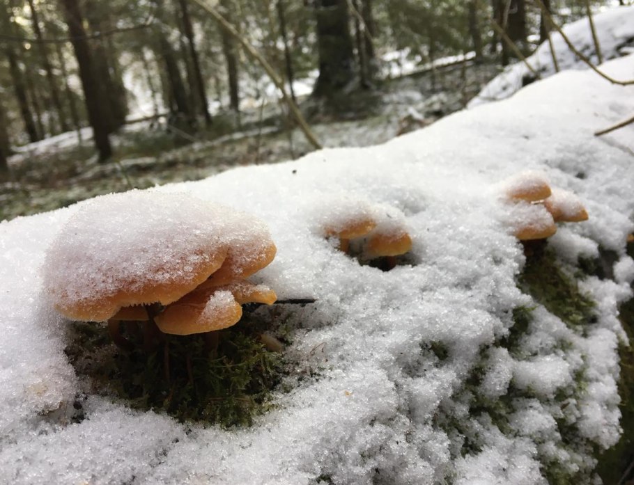 Зимний опенок на Березе