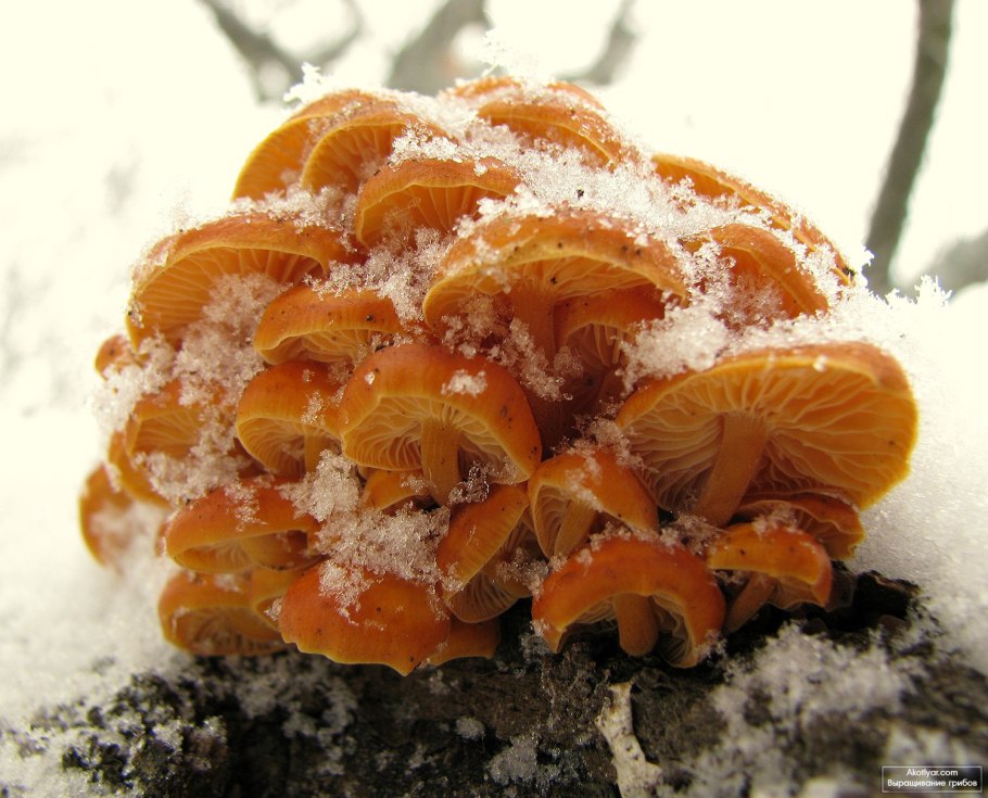 Зимние опята Сочи