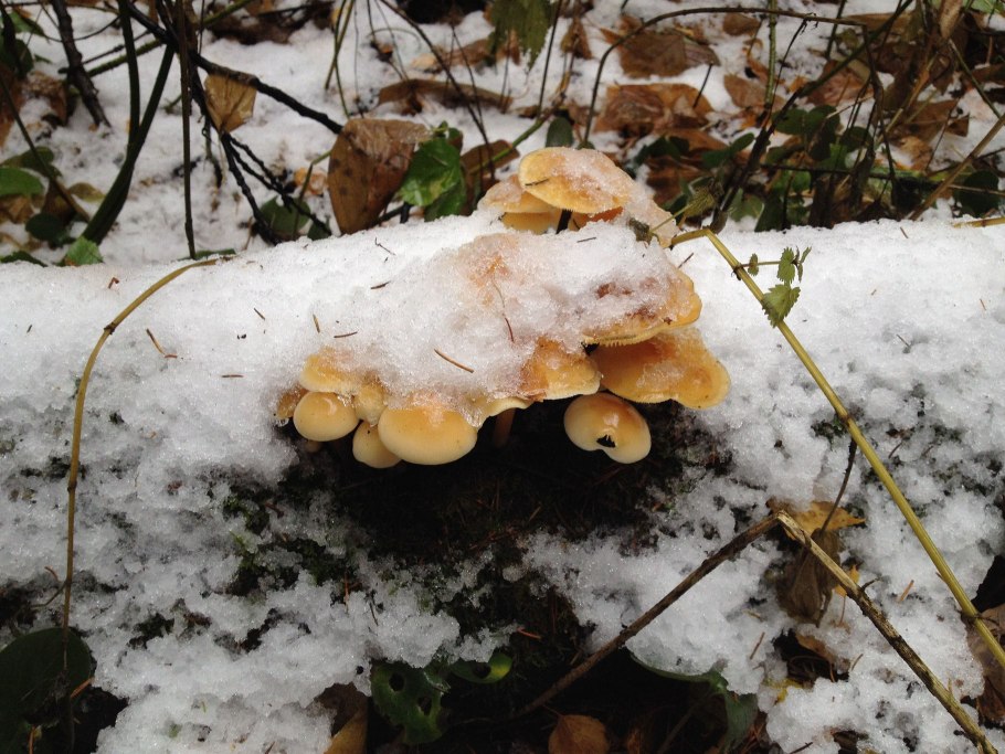 Опёнок зимний вишневский