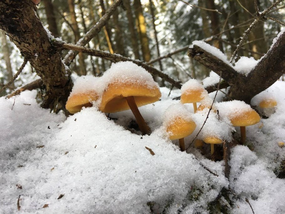 Зимний гриб Flammulina velutipes