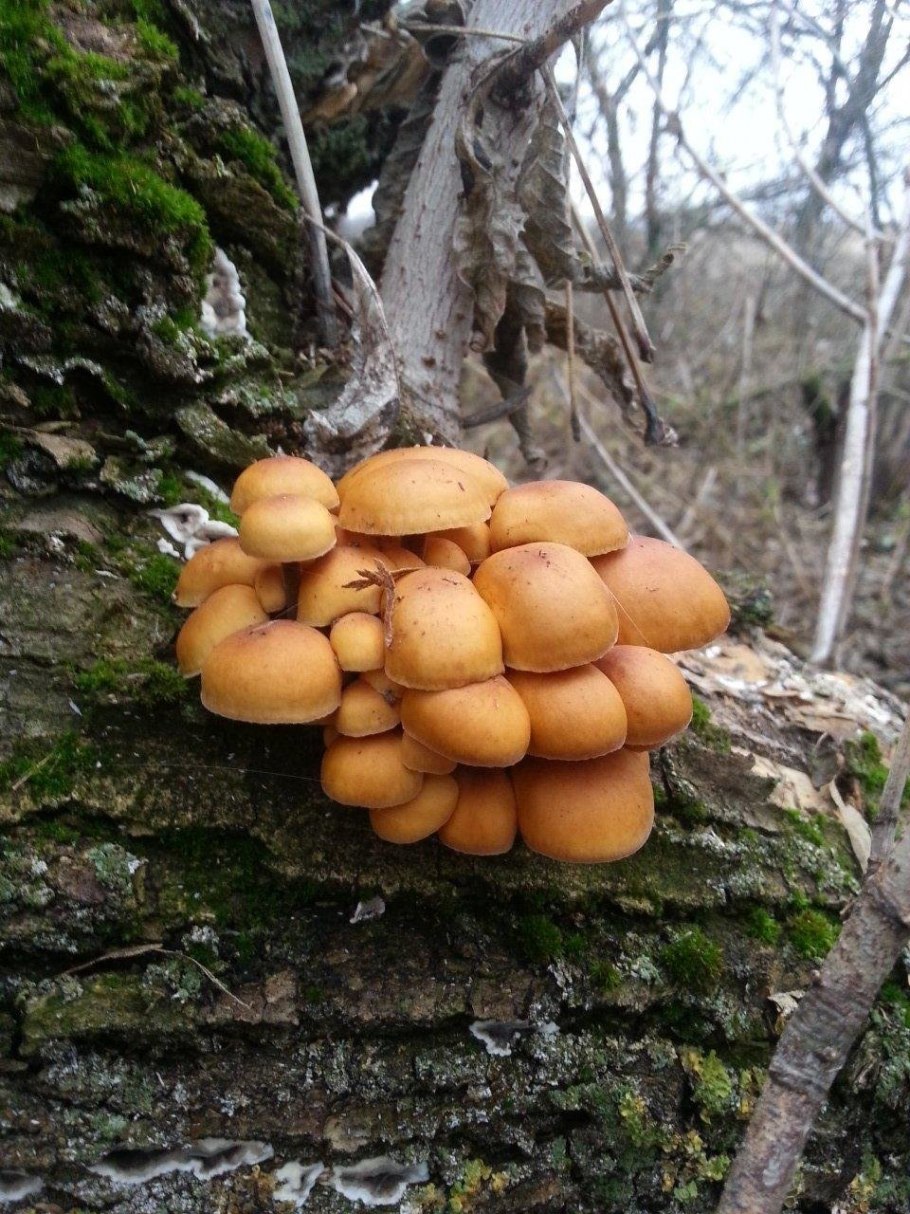 Фламмулина бархатистоножковая