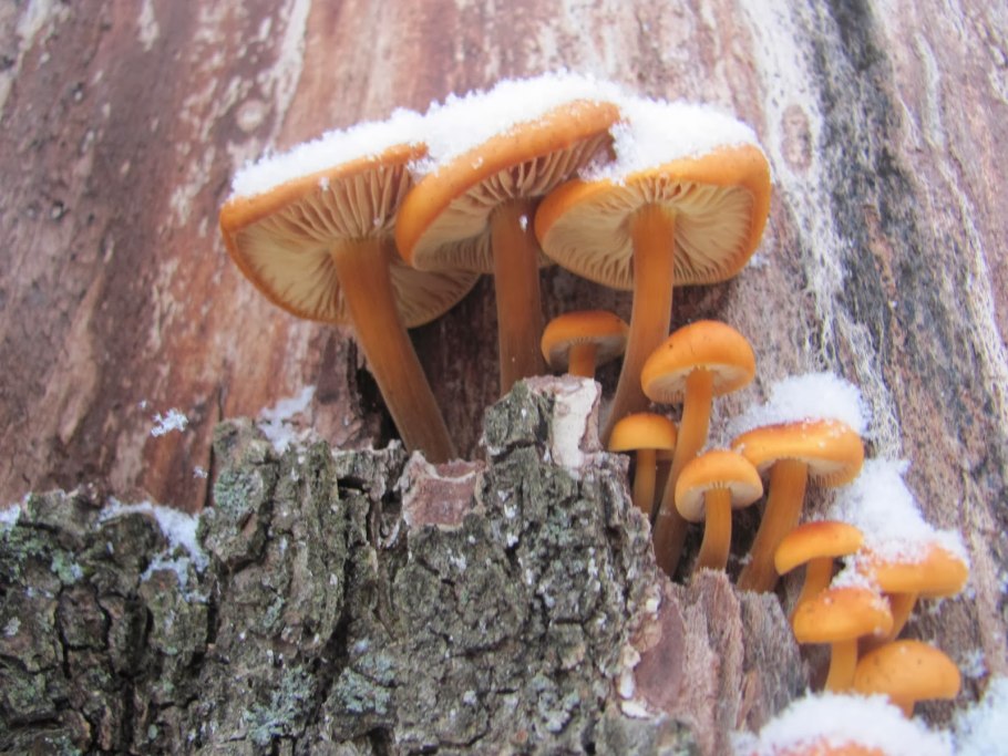 Зимний опенок фламмулина