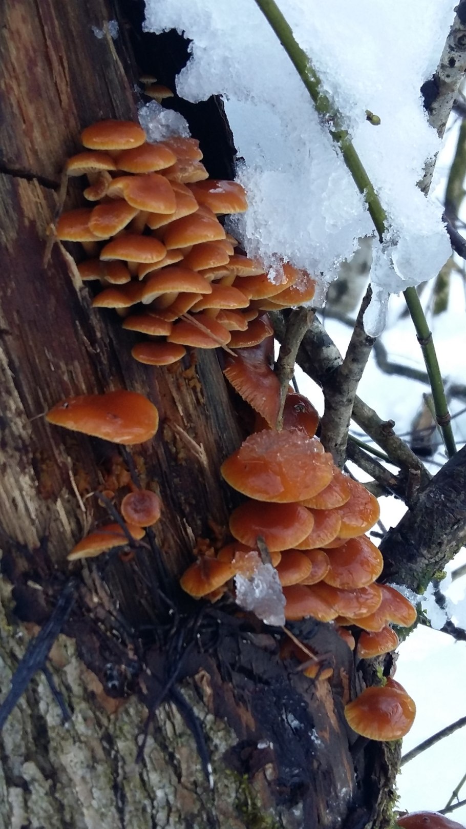 Сообщение о грибах зимние опята