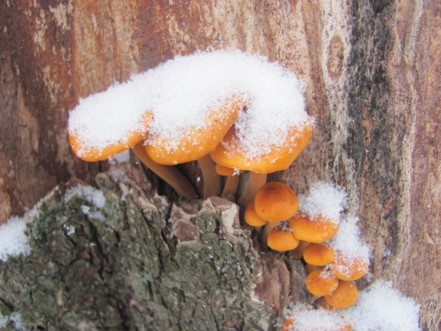 Зимний опенок фламмулина