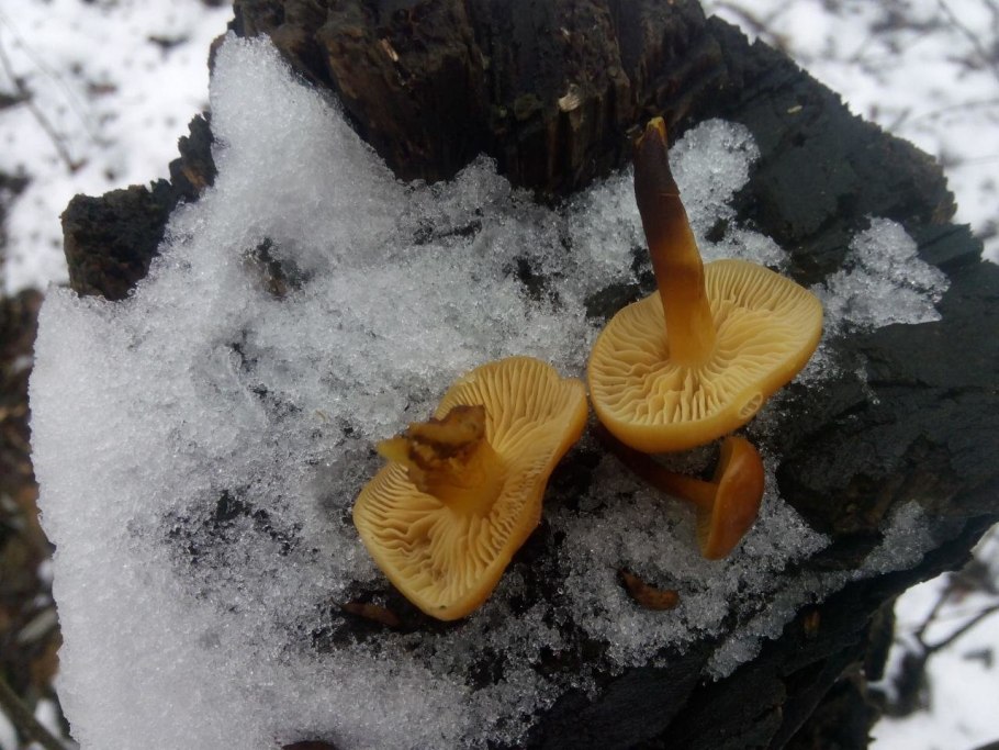 Зимний опенок фламмулина