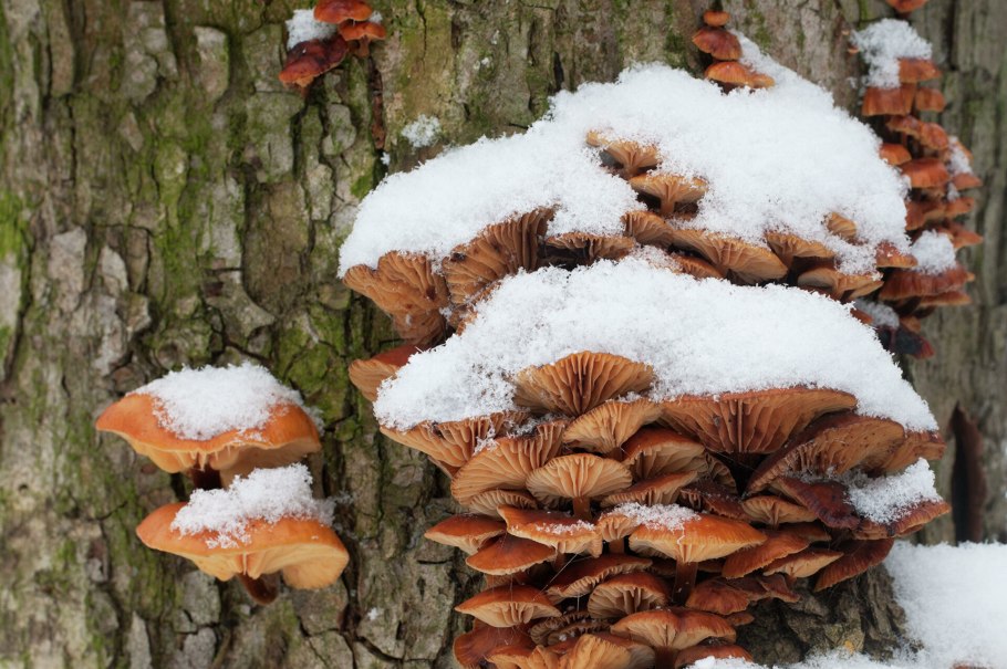 Грибы опята зимние