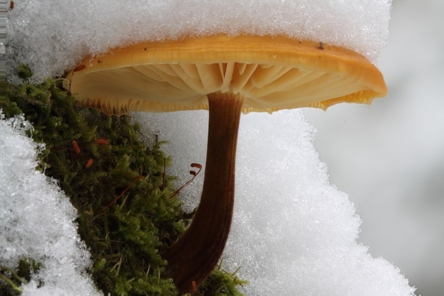 Фламмулина бархатистоножковая