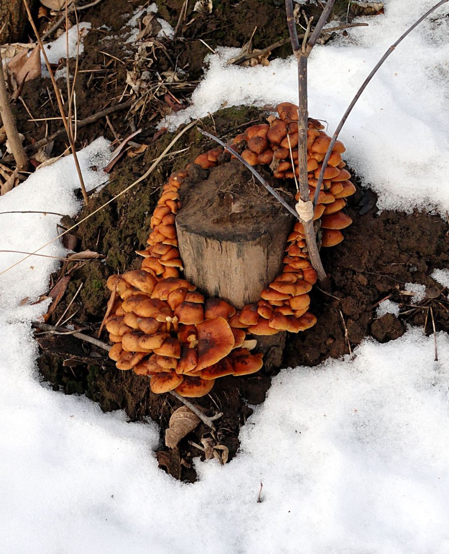 Фламмулина бархатистоножковая