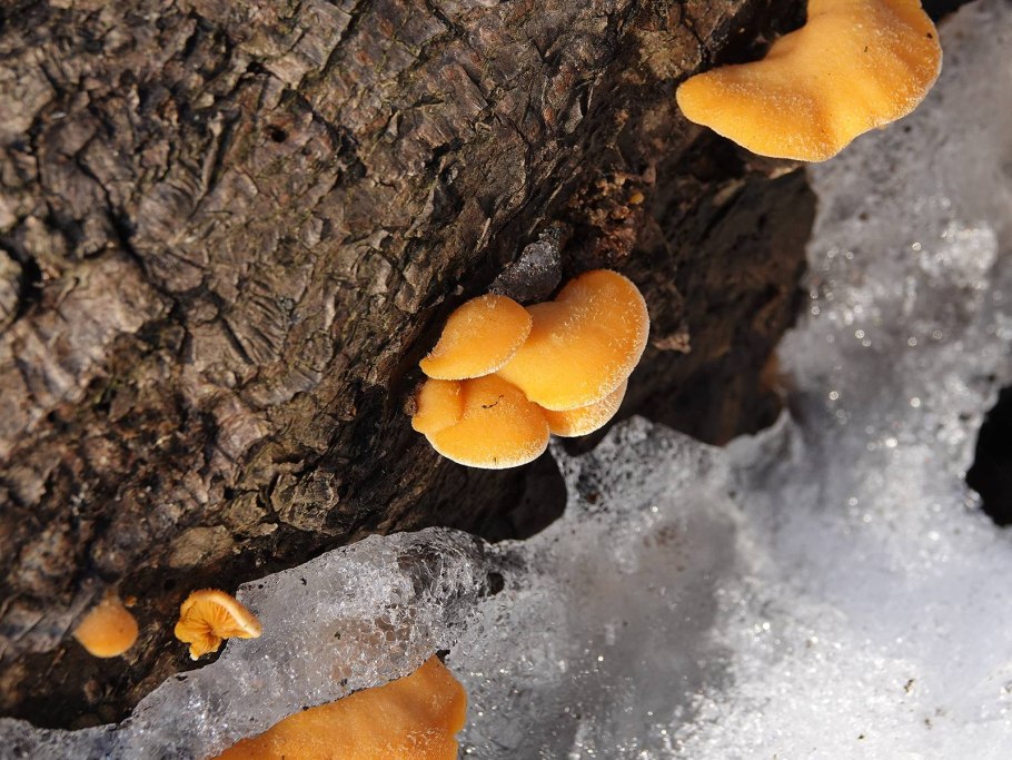 Зимние опята под снегом