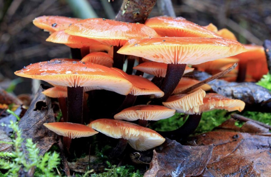 Зимний опенок фламмулина