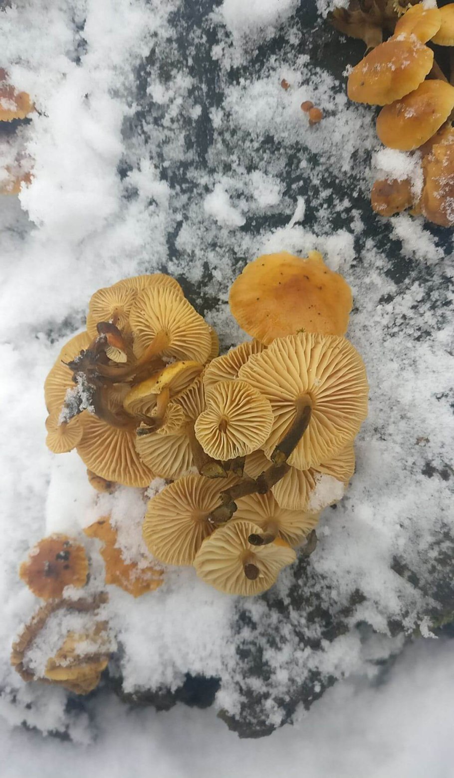 Грибы в зимнем лесу