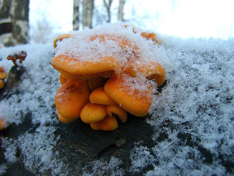 Опёнок зимний Flammulina velutipes