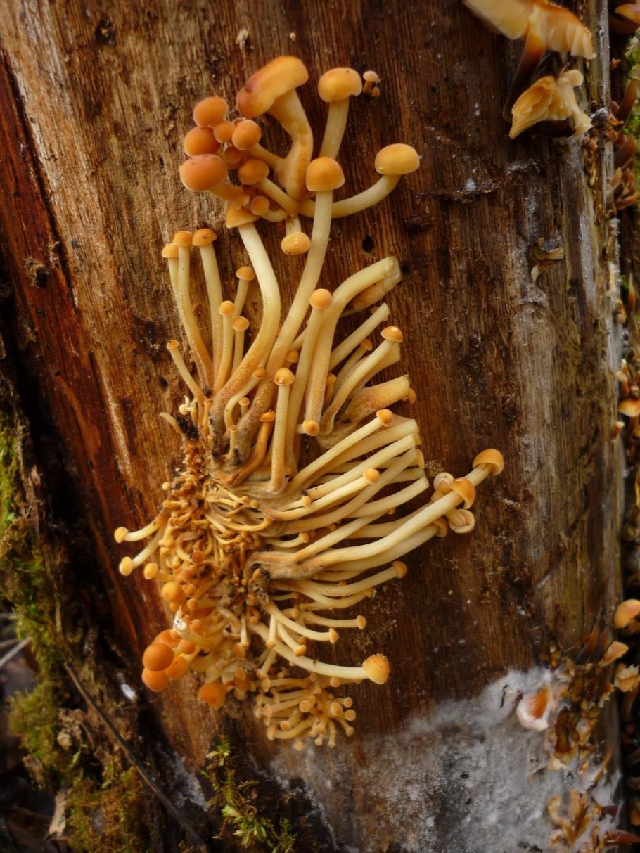 Зимний опенок фламмулина