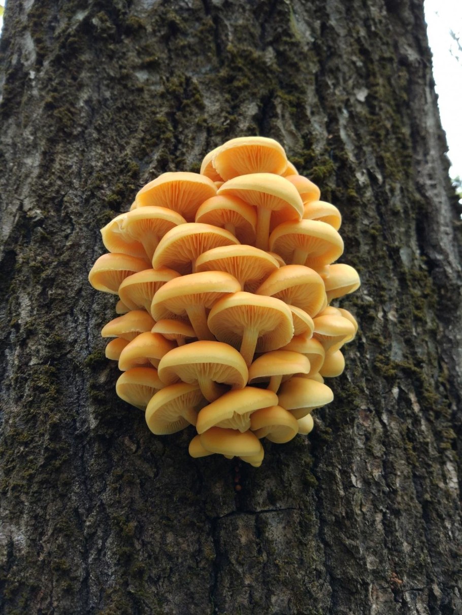 Опёнок зимний грибница