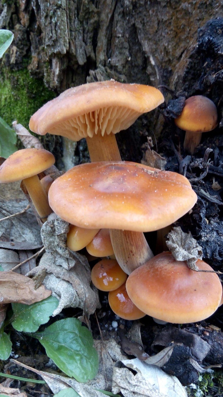 Опята фламмулина