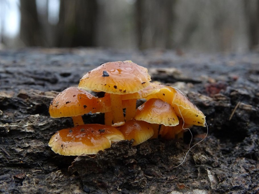 Фламмулина бархатистоножковая