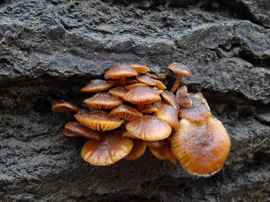 Зимние опята в Подмосковье