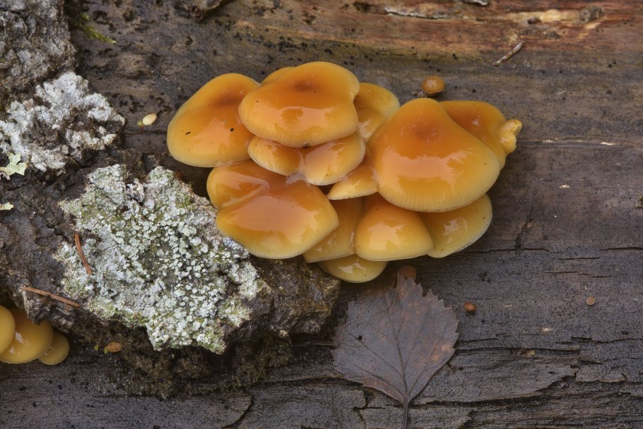 Грибы зимний опенок в ноябре