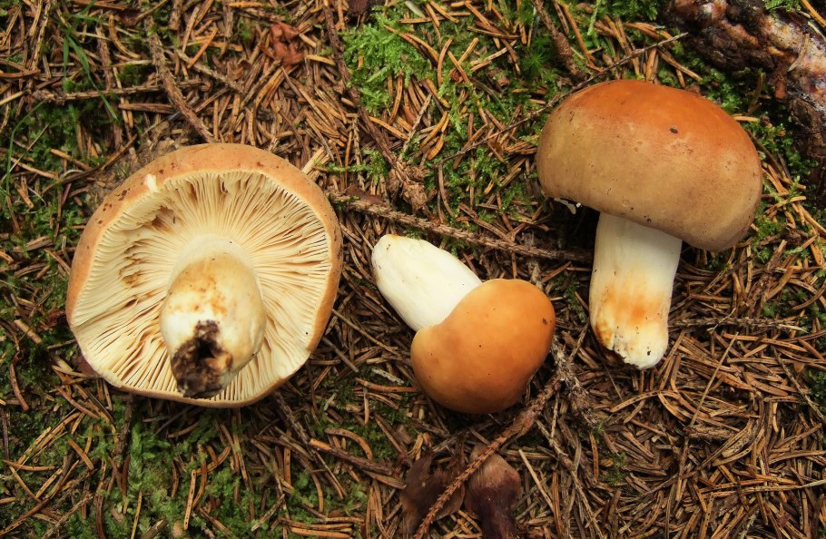 Сыроежка зелёная (Russula aeruginea).