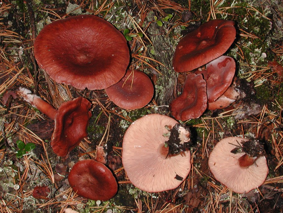 Сыроежка остроедкая Russula Sardonia