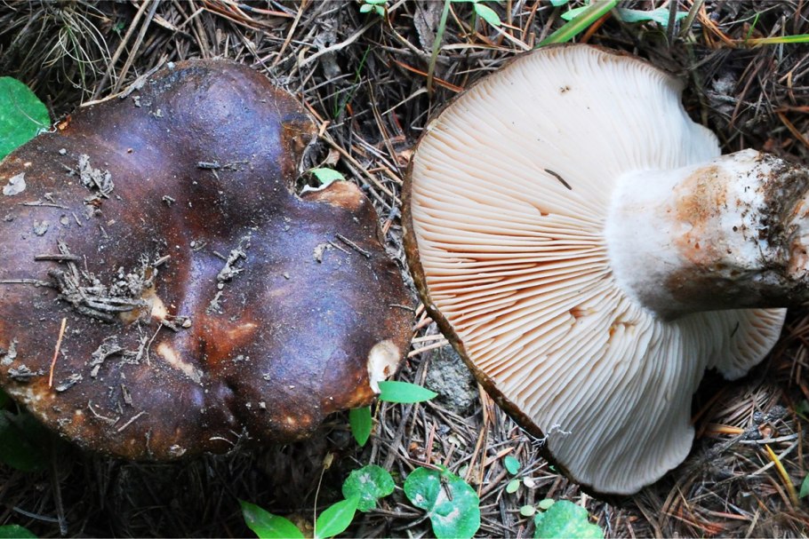 Сыроежка остроедкая Russula Sardonia