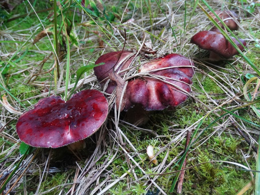 Сыроежка буреющая Russula xerampelina