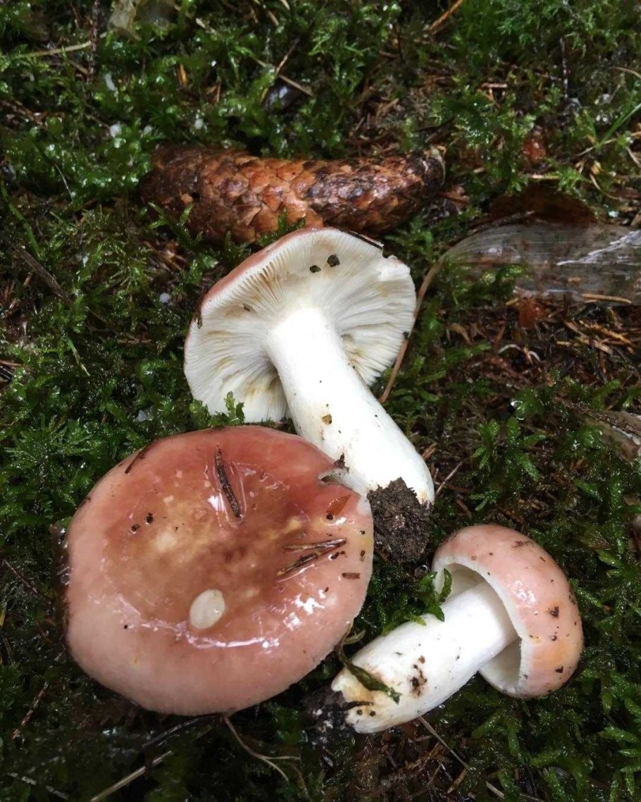 Сыроежка Чешуйчатая (Russula virescens)