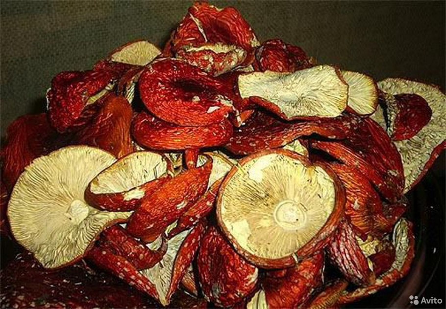 Аманита амаскариус мушеный