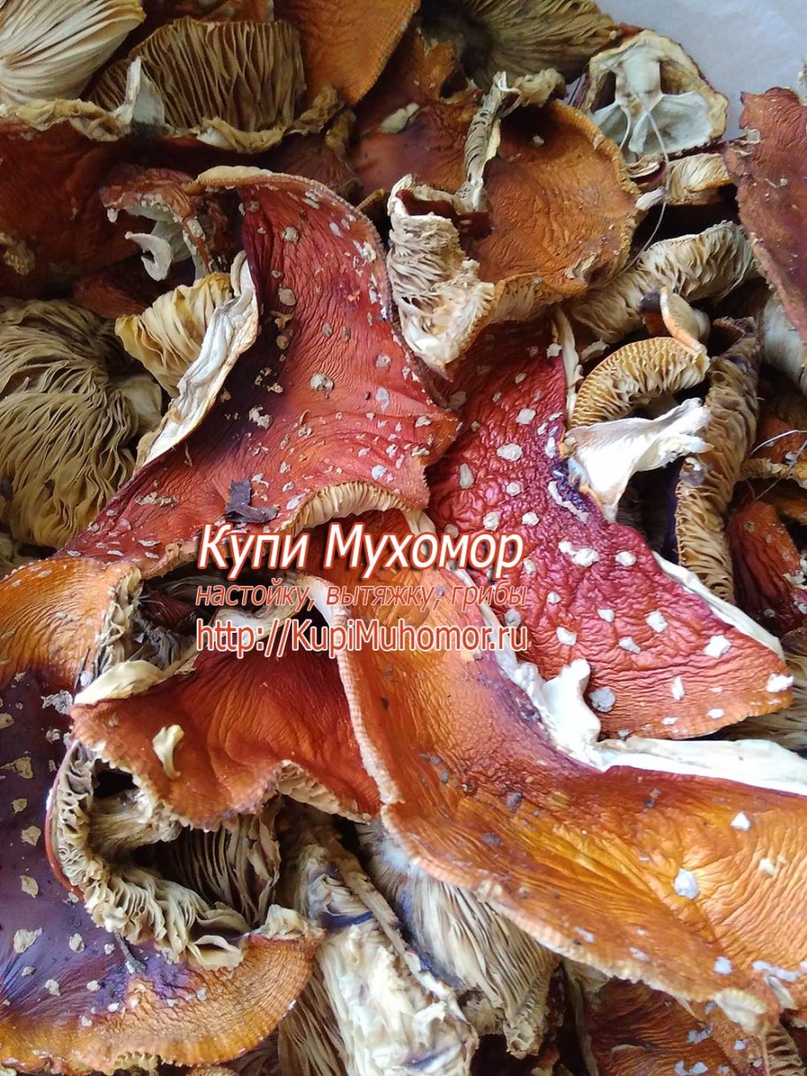 Грибы сухие мухоморы