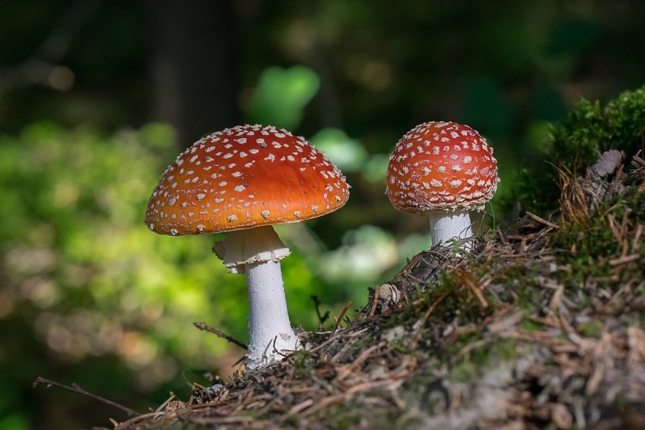 Мухомор сухой